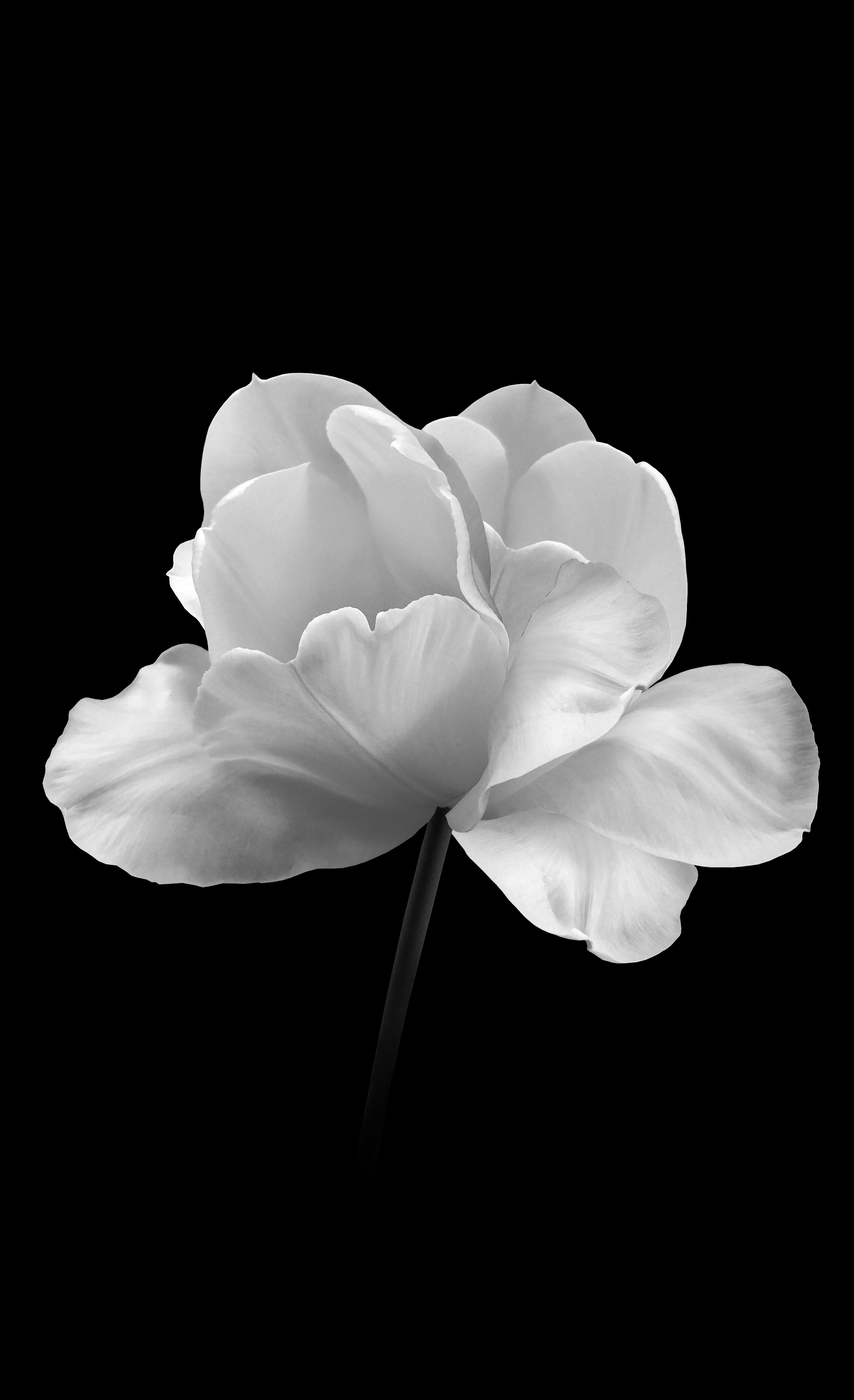 tulipan
