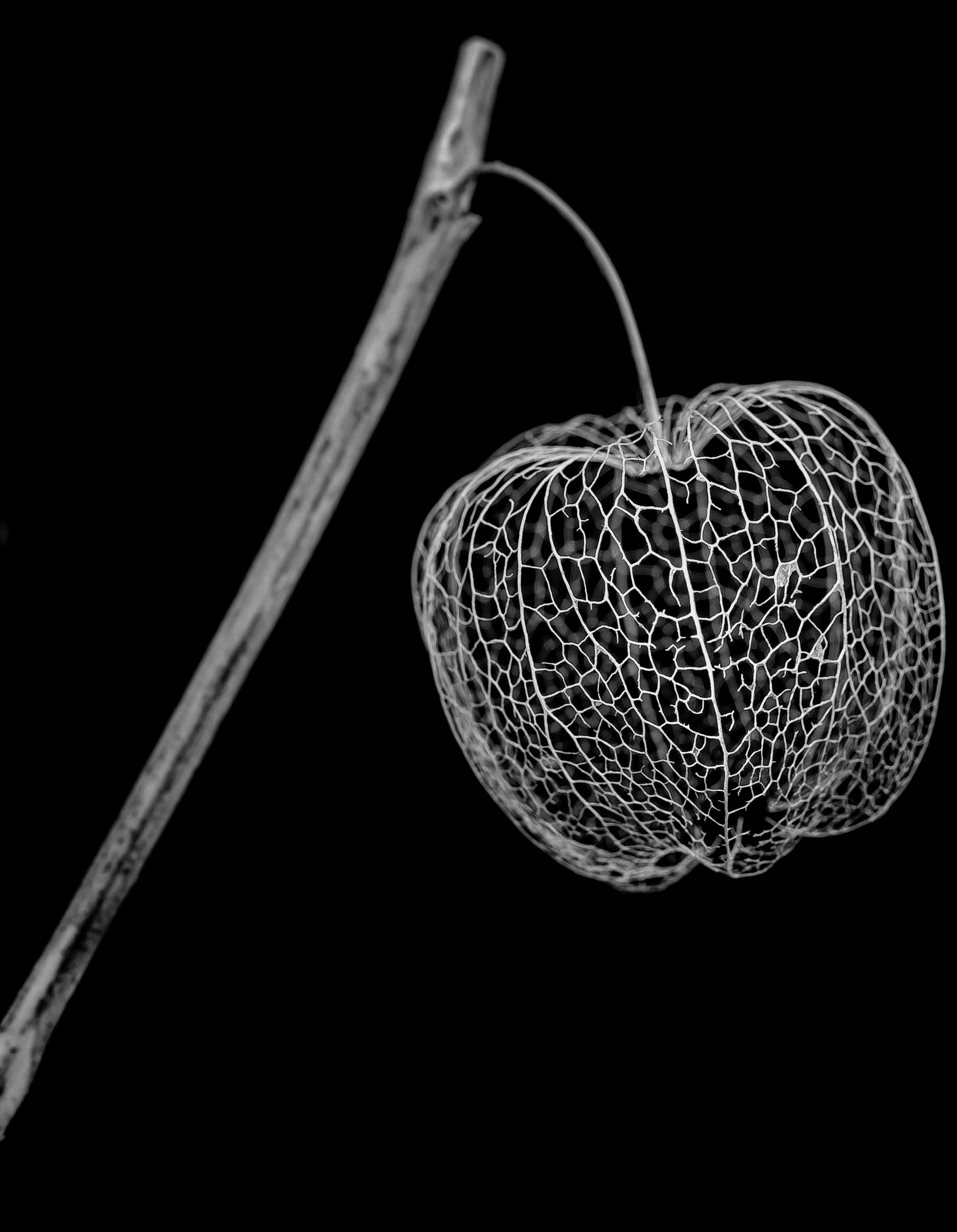 flor muerta