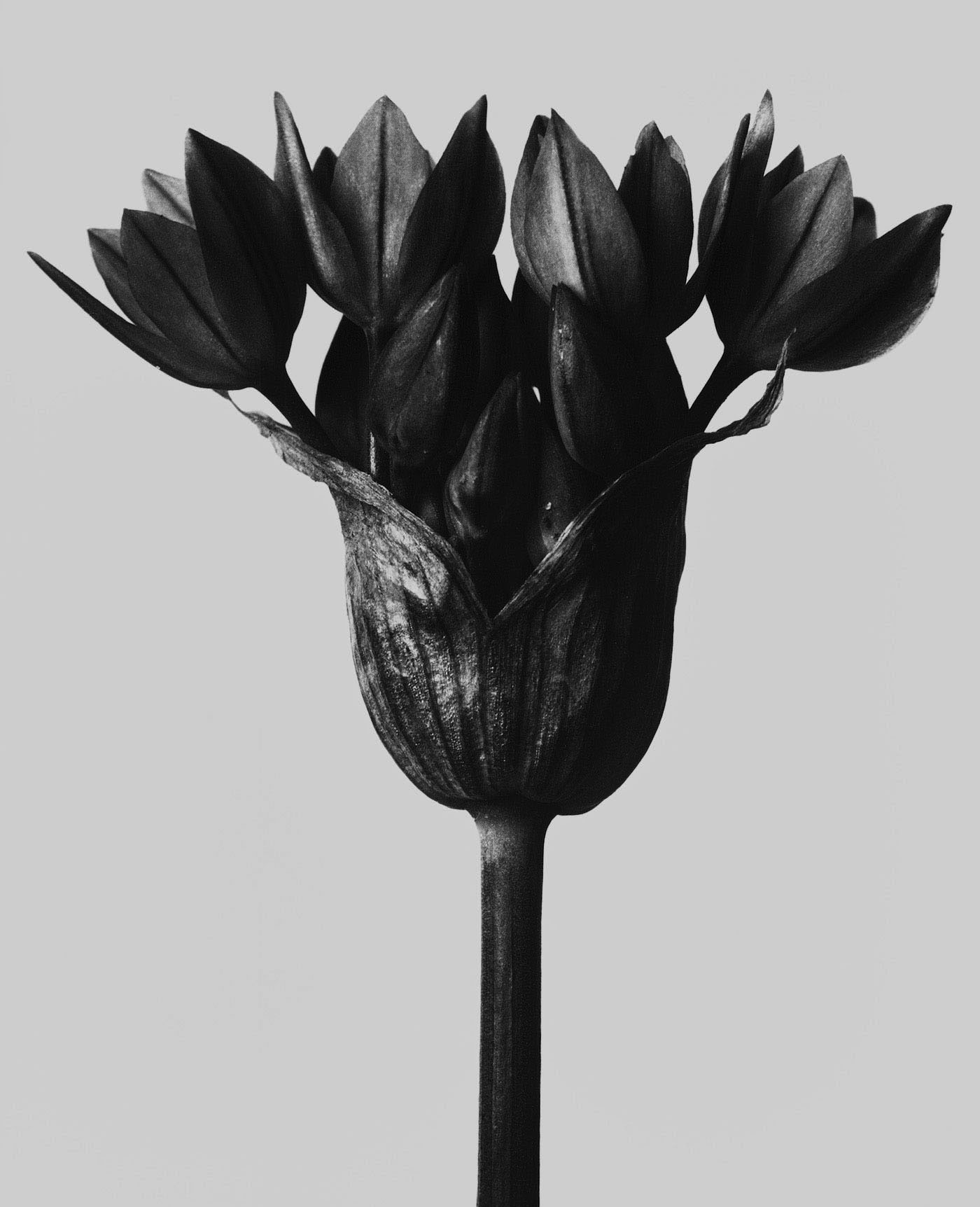 foto Karl Blossfeldt